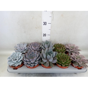Echeveria   ...mix