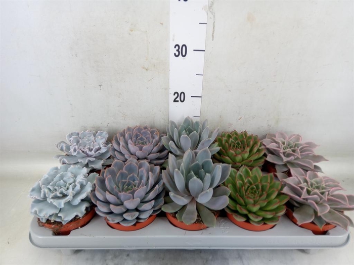 <h4>Echeveria   ...mix</h4>