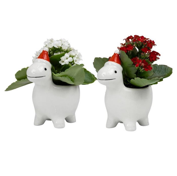 <h4>KALANCHOE BLOSSFELDIANA p6</h4>