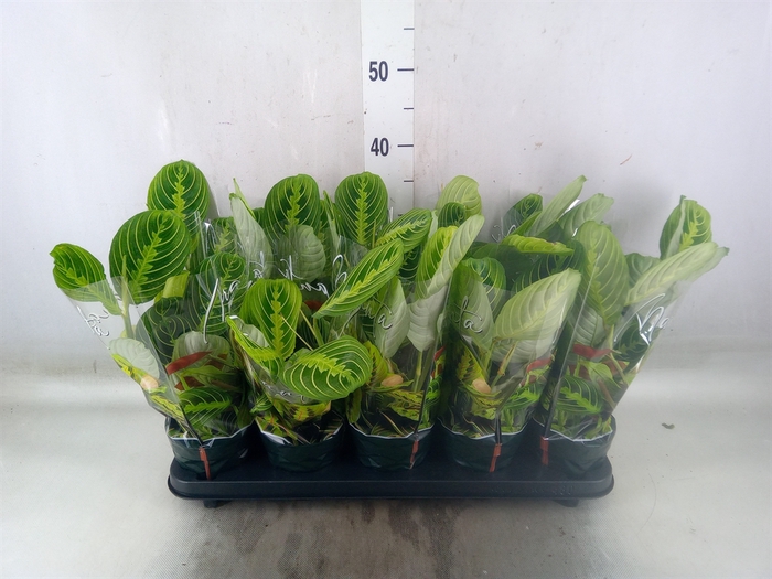 <h4>Maranta leuc. 'Lemon'</h4>