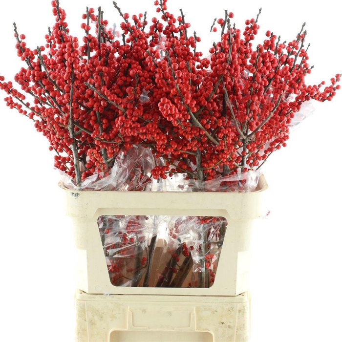 <h4>ILEX VE RODE BES</h4>