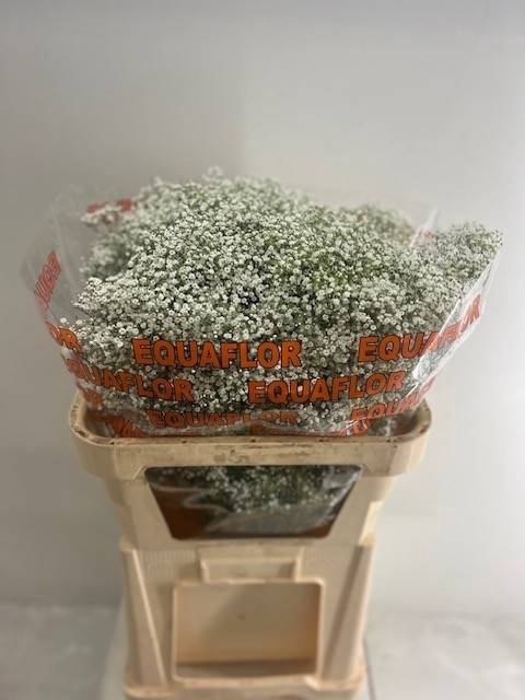 <h4>Gyps Fine Million Star Equaflor</h4>