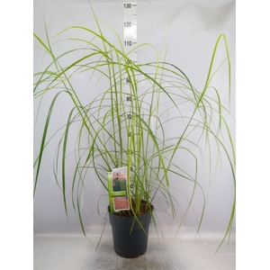 Miscanthus sin.