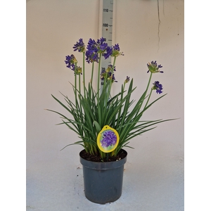 AGAPA FLOWER OF LOVE