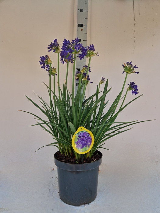 <h4>AGAPA FLOWER OF LOVE</h4>