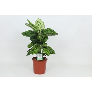 Dieffenbachia Reflector