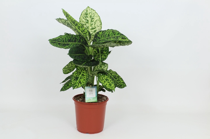 Dieffenbachia Reflector