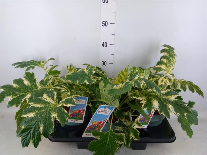 <h4>Acanthus mollis</h4>