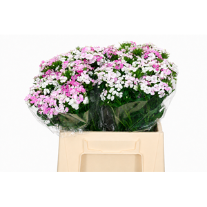 Dianthus Br Amazon Rose Magic