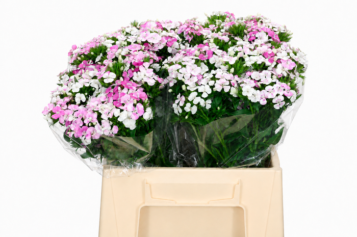 <h4>Dianthus Br Amazon Rose Magic</h4>
