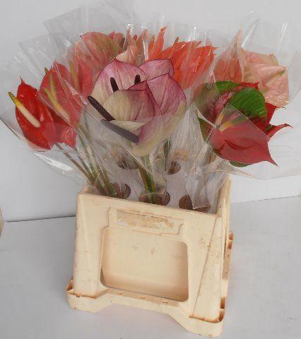 <h4>Anthurium Mix</h4>