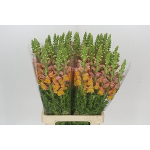Antirrhinum Potomac Light Orange