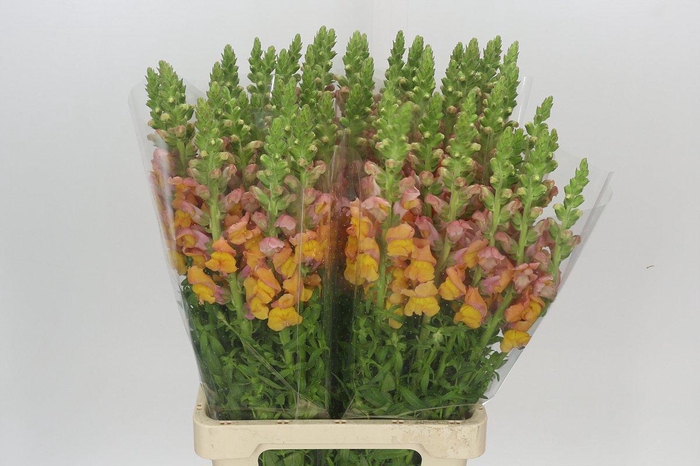 Antirrhinum Potomac Light Orange