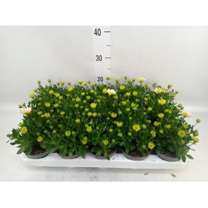 Osteospermum  '3D Pink'