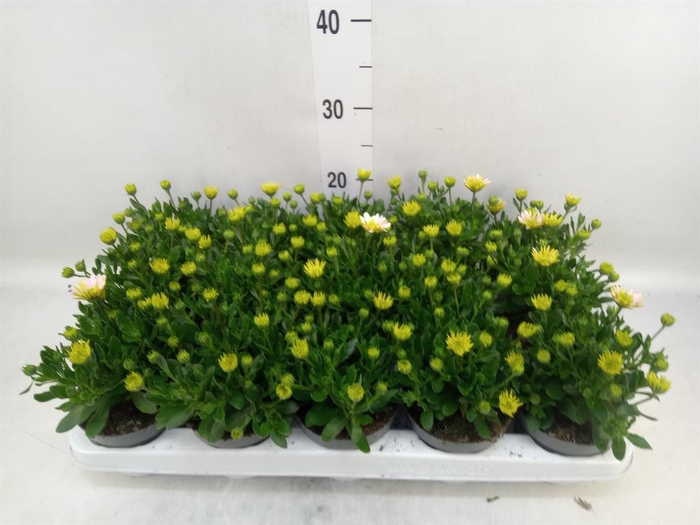 <h4>Osteospermum '3D Pink'</h4>