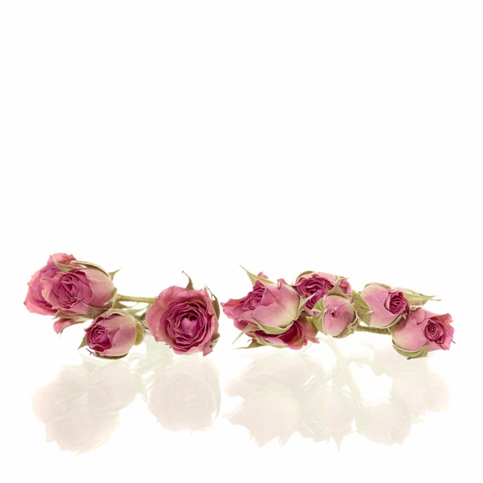 Sprayroses 20pc dark pink