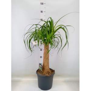 Beaucarnea recurvata