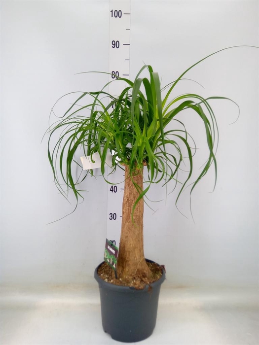 <h4>Beaucarnea recurvata</h4>