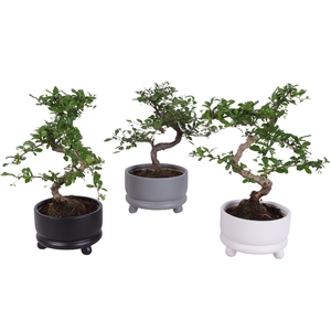 Bonsai Indoor Mix Ø14cm S-Shape in Ø15cm Modern Bowl