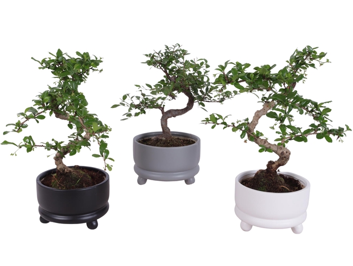 <h4>Bonsai Indoor Mix Ø14cm S-Shape in Ø15cm Modern Bowl</h4>