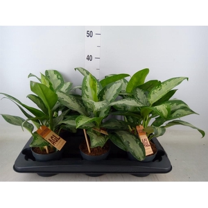 Aglaonema  'Jubilee'