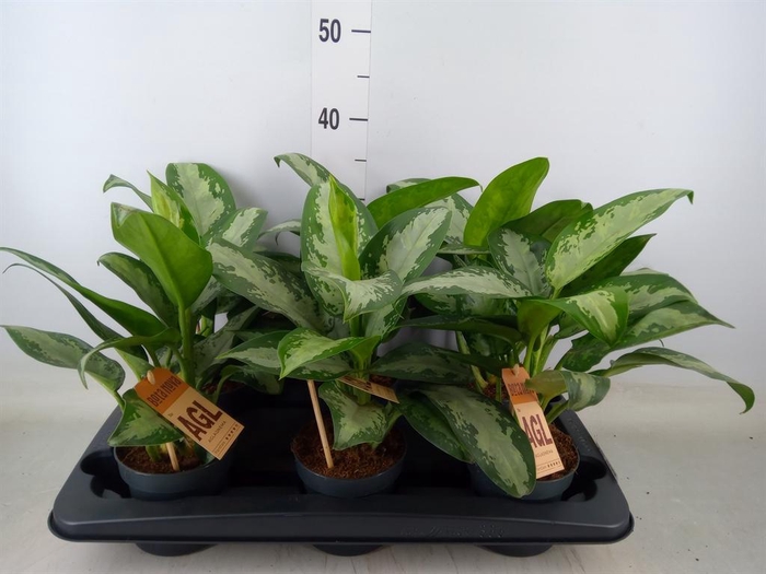 <h4>Aglaonema  'Jubilee'</h4>