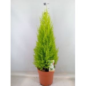 Cupressus macro. 'Goldcrest Wilma'