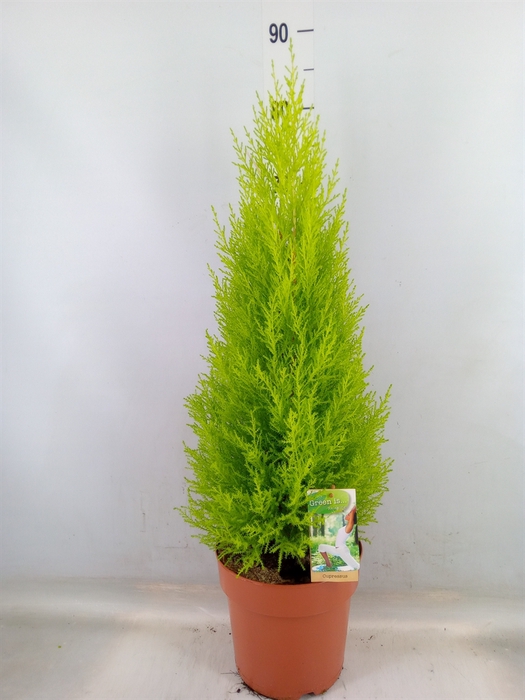 <h4>Cupressus macro. 'Goldcrest Wilma'</h4>