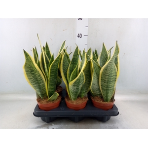 Sansevieria trifa. 'Futura Superba'