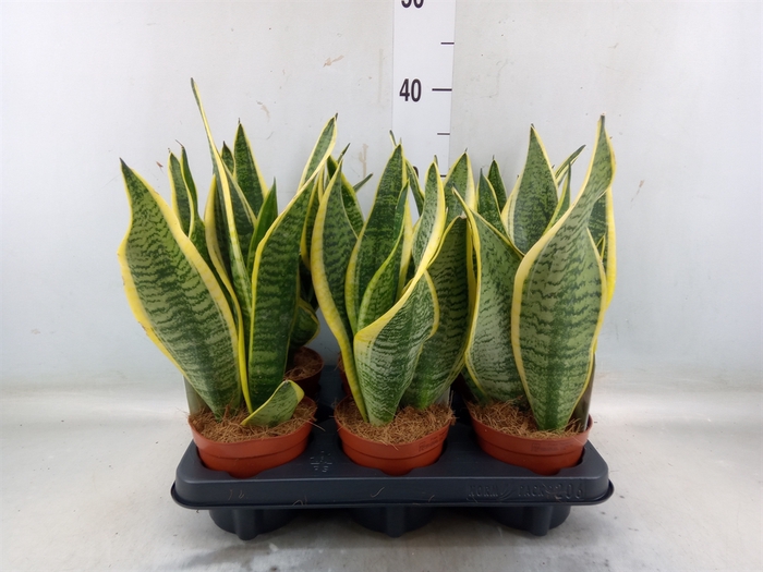 <h4>Sansevieria trifa. 'Futura Superba'</h4>