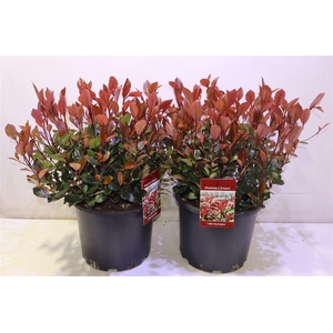 Phot Fr Litt Red Rob