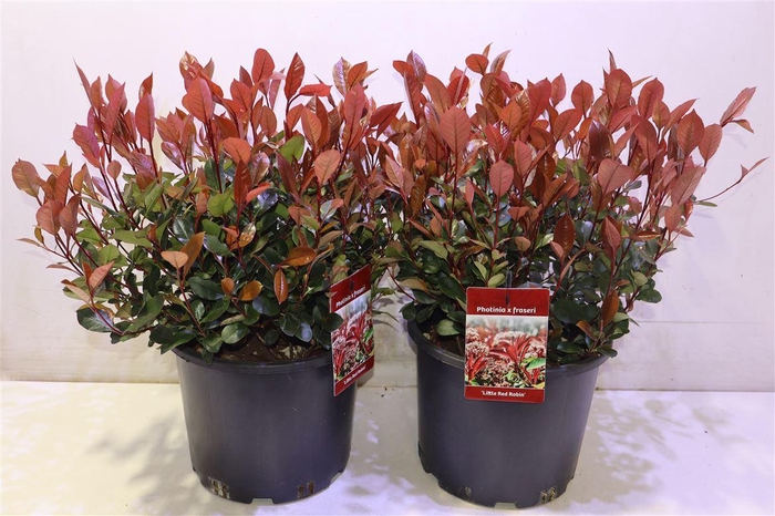 <h4>Phot Fr Litt Red Rob</h4>