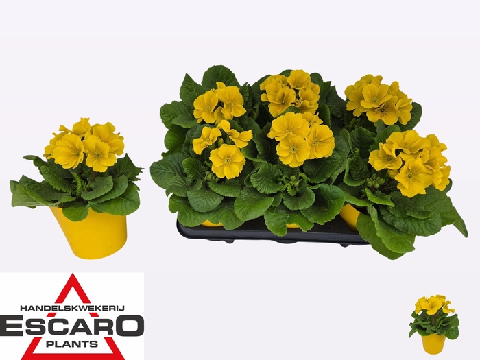 <h4>PRIM ELATIOR</h4>