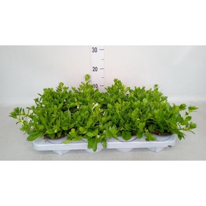 Scaevola aemula 'Surdiva White'