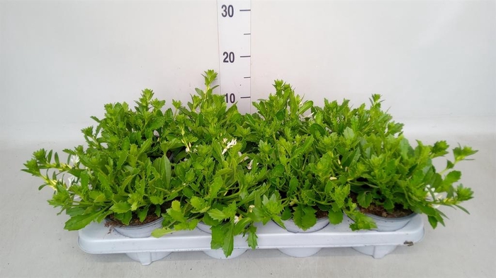 <h4>Scaevola aemula 'Surdiva White'</h4>