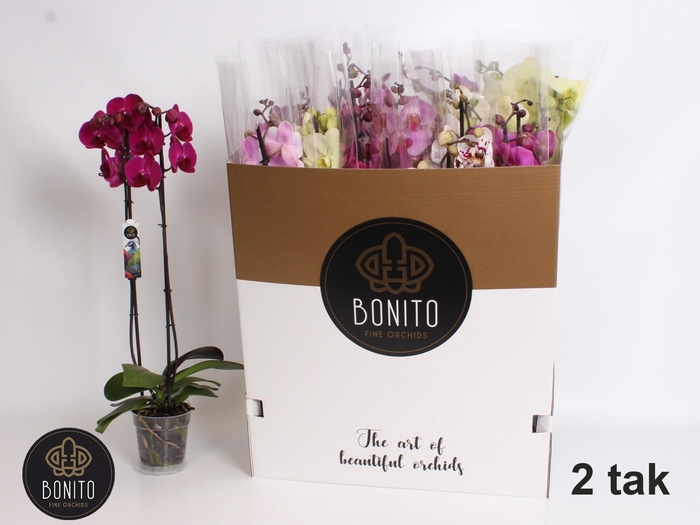 <h4>PHAL GEM 7 KL</h4>