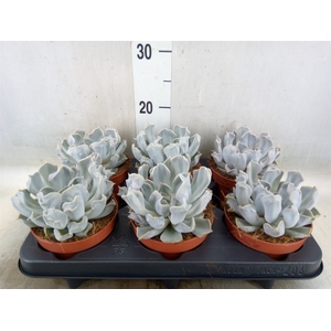 Echeveria lilacina 'Thriller Pearl'