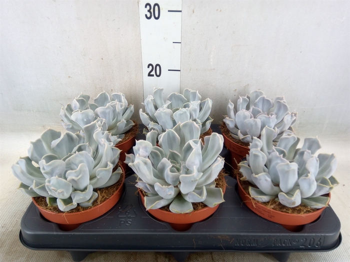 <h4>Echeveria lilacina 'Thriller Pearl'</h4>