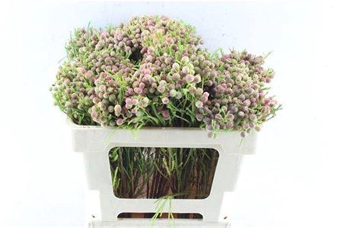 <h4>Kaaps Lanuginosa</h4>