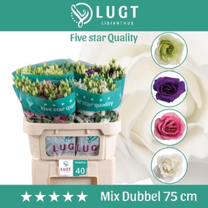 Lisianthus mix