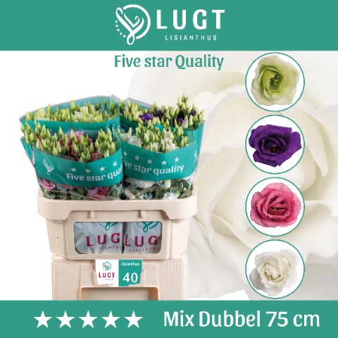 <h4>Lisianthus mix</h4>