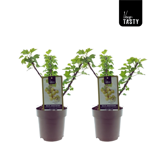 <h4>Ribes Tatjana</h4>