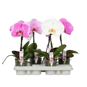 Phal Singolo Mix 1 Spike