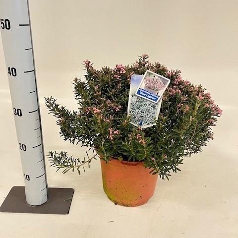 <h4>ANDROM POLIFOLIA</h4>