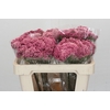 Ozothamnus Booming Pink