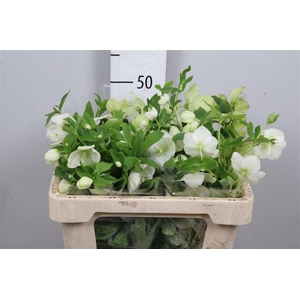 Hell Or Queens White