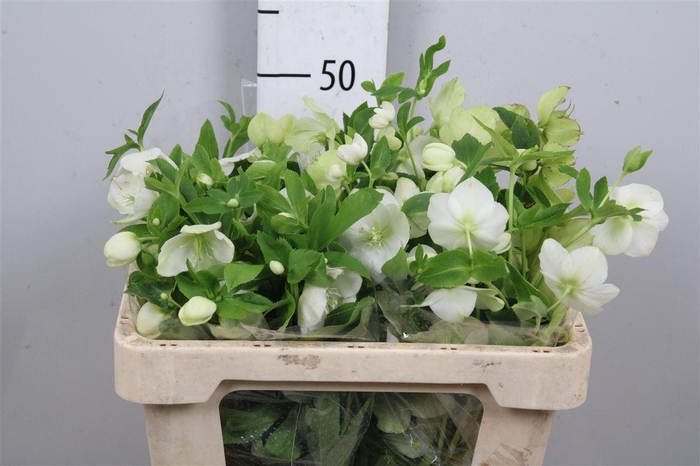 <h4>Hell Or Queens White</h4>