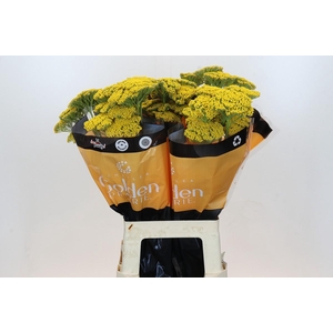 Achillea Golden Prairi