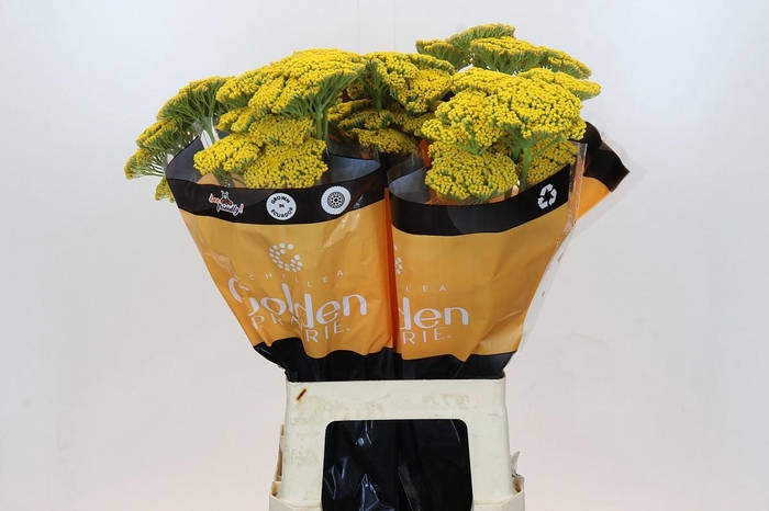 Achillea Golden Prairi