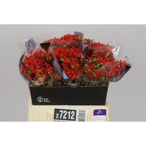 Jatropha Firecracker